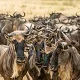 Tanzania Sharing Safari Packages