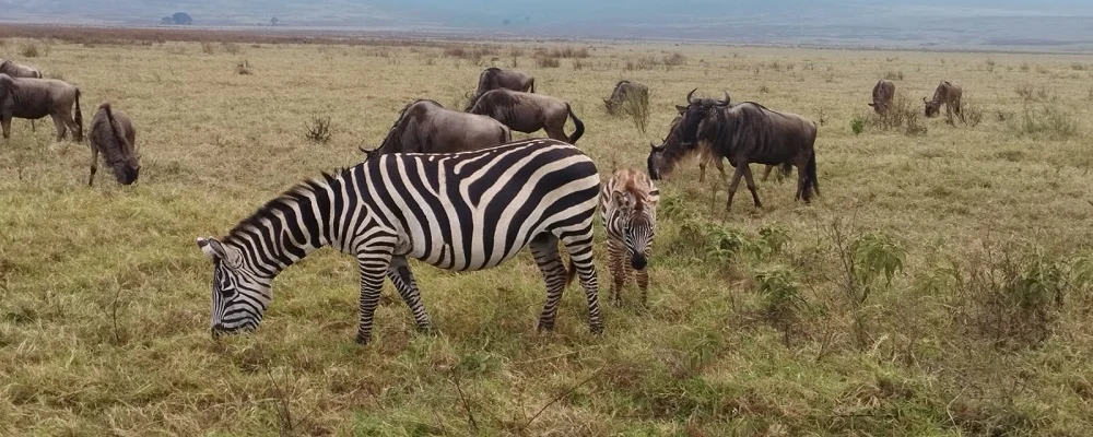 6 days Machame route itinerary